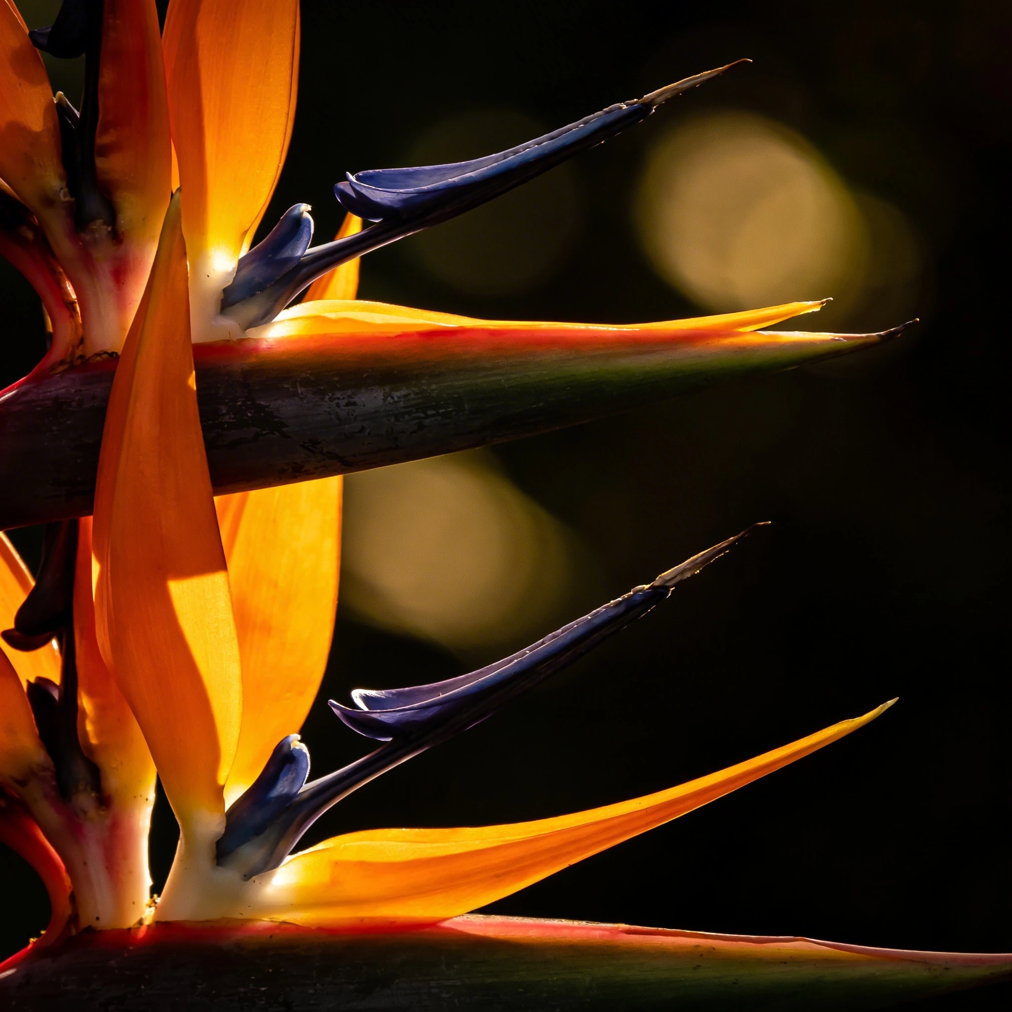 Nano Banana Pro AI image editing model sample